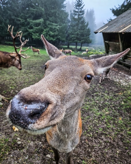 Steinwald Komoot wandern - und tolle Wildtiere entdecken