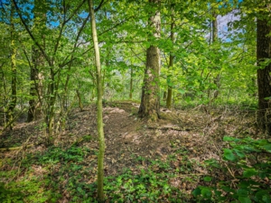 Grabhügel im Wald beim historischen Grabhügelfeld Pegnitz