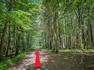 Breiter Weg führt geradeaus auf dem Höhenrücken in den Wald hinein